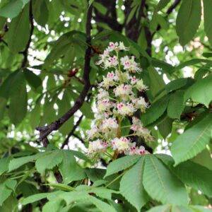 Kyiv Chestnut Trees